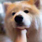 ヒメ日記 2025/06/08 13:56 投稿 メノウ/Meno 英國屋（金津園）