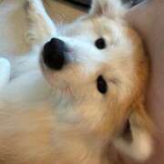 ヒメ日記 2025/08/04 17:04 投稿 メノウ/Meno 英國屋（金津園）