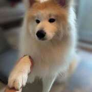 ヒメ日記 2025/09/06 14:14 投稿 メノウ/Meno 英國屋（金津園）