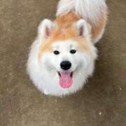 ヒメ日記 2025/10/17 12:44 投稿 メノウ/Meno 英國屋（金津園）