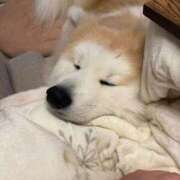 ヒメ日記 2025/11/03 08:24 投稿 メノウ/Meno 英國屋（金津園）