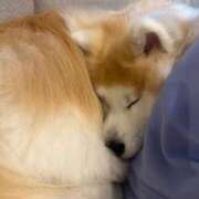 ヒメ日記 2025/11/12 13:54 投稿 メノウ/Meno 英國屋（金津園）