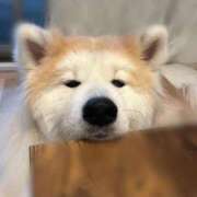 ヒメ日記 2025/11/26 09:24 投稿 メノウ/Meno 英國屋（金津園）