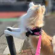 ヒメ日記 2026/02/10 20:04 投稿 メノウ/Meno 英國屋（金津園）