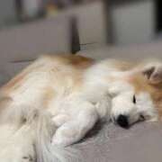 ヒメ日記 2026/03/03 08:14 投稿 メノウ/Meno 英國屋（金津園）