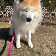 ヒメ日記 2026/03/05 10:44 投稿 メノウ/Meno 英國屋（金津園）