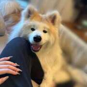 ヒメ日記 2026/03/18 07:54 投稿 メノウ/Meno 英國屋（金津園）