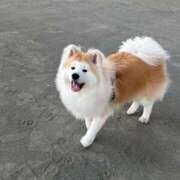 ヒメ日記 2026/03/29 07:54 投稿 メノウ/Meno 英國屋（金津園）