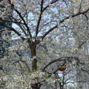 ヒメ日記 2025/04/01 21:16 投稿 星野 パンドラ（吉原）