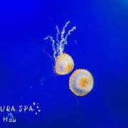 ヒメ日記 2026/01/27 01:00 投稿 はう Sakura Spa