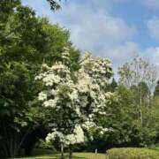 ヒメ日記 2025/06/28 12:04 投稿 Sanae Himuro ELEGANT－エレガント－