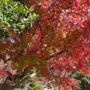 ヒメ日記 2025/12/02 13:01 投稿 Sanae Himuro ELEGANT－エレガント－