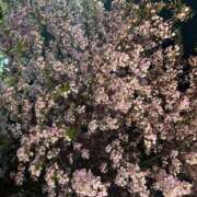 ヒメ日記 2026/04/08 14:17 投稿 Sanae Himuro ELEGANT－エレガント－