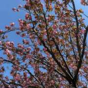 Sanae Himuro 🥊 ELEGANT－エレガント－