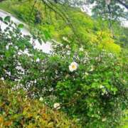 ヒメ日記 2026/04/29 13:00 投稿 Sanae Himuro ELEGANT－エレガント－