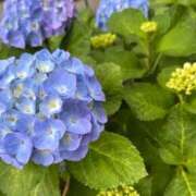 ヒメ日記 2026/05/25 22:32 投稿 Sanae Himuro ELEGANT－エレガント－