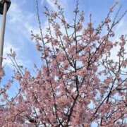 ヒメ日記 2025/04/04 11:33 投稿 はく スピード梅田店