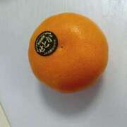 ヒメ日記 2025/03/10 06:19 投稿 CHOCO『チョコ』 GG