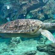 ヒメ日記 2025/06/18 09:29 投稿 CHOCO『チョコ』 GG