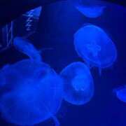 ヒメ日記 2025/08/20 00:03 投稿 特プレミアうみ【唯一無二の存在】 LIPS(リップス)