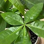 ヒメ日記 2025/04/17 10:20 投稿 こうみ 即トク奥さん