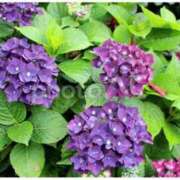 ヒメ日記 2025/06/01 11:50 投稿 こうみ 即トク奥さん