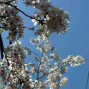 新田美魅(にったみみ) 2024年の桜たち、今年もありがとう(o^^o) 五十路マダムエクスプレス厚木店(カサブランカグループ)