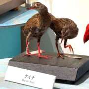 ヒメ日記 2025/02/18 22:12 投稿 くいな ハピネス東京