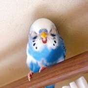 ヒメ日記 2026/03/04 08:27 投稿 くいな ハピネス東京