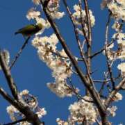 ヒメ日記 2026/03/24 09:22 投稿 くいな ハピネス東京