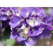 ヒメ日記 2025/05/17 13:18 投稿 りあ カクテル(岡山)