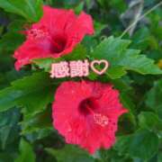 ヒメ日記 2025/04/09 15:18 投稿 和佳奈(わかな) 相模原人妻城