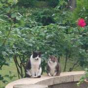 ヒメ日記 2025/05/25 09:42 投稿 和佳奈(わかな) 相模原人妻城