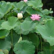 ヒメ日記 2025/08/02 14:51 投稿 和佳奈(わかな) 相模原人妻城