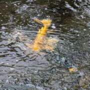 ヒメ日記 2025/10/21 12:54 投稿 和佳奈(わかな) 相模原人妻城