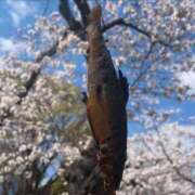 ヒメ日記 2025/04/05 15:21 投稿 ぴあの プレミアム(福原)