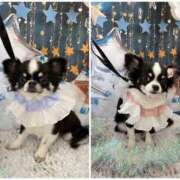 ヒメ日記 2025/06/09 16:52 投稿 りく ニューティアラ