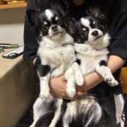 ヒメ日記 2025/09/21 10:58 投稿 りく ニューティアラ