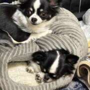 ヒメ日記 2026/01/24 16:30 投稿 りく ニューティアラ