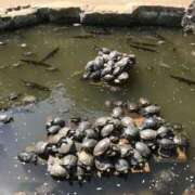 ヒメ日記 2025/02/10 22:35 投稿 桜井四季 彩タマンサ（埼玉ハレ系）