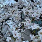 ヒメ日記 2025/04/02 07:57 投稿 桜井四季 彩タマンサ（埼玉ハレ系）