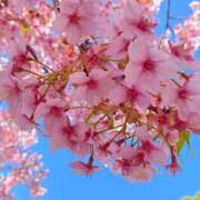 ヒメ日記 2025/03/10 15:50 投稿 さくら 福盛