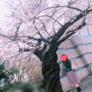 ヒメ日記 2025/04/07 15:50 投稿 さくら 福盛