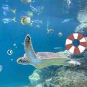 ヒメ日記 2025/06/21 13:02 投稿 さくら 福盛