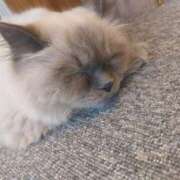 ヒメ日記 2025/02/26 07:48 投稿 ゆうみ 渋谷じゃっくす