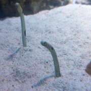 ヒメ日記 2025/05/30 14:00 投稿 ゆうみ 渋谷じゃっくす