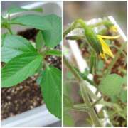 ヒメ日記 2025/07/16 18:32 投稿 ゆうみ 渋谷じゃっくす