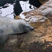 ヒメ日記 2025/11/15 00:00 投稿 ゆうみ 渋谷じゃっくす