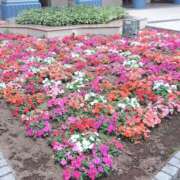 ヒメ日記 2025/05/25 19:42 投稿 ほのか マダムハンズ神田店