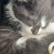 ヒメ日記 2025/12/22 08:08 投稿 うる ちゃんこ摂津・茨木店